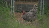Pierce County animal sanctuary says cockfighting roosters set for rescue were shot to death instead