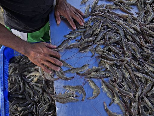 As big supermarkets pursue profits, new research shows growing exploitation of shrimp farmers