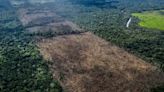 UK ‘complicit’ in Amazon destruction, campaigners warn