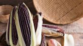 “Sicainito”: nueva variedad de maíz morado resistente al cambio climático