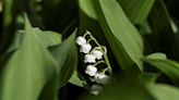 1er Mai : Y aura-t-il toujours du muguet en 2050 ?… « Certains producteurs jettent l’éponge »