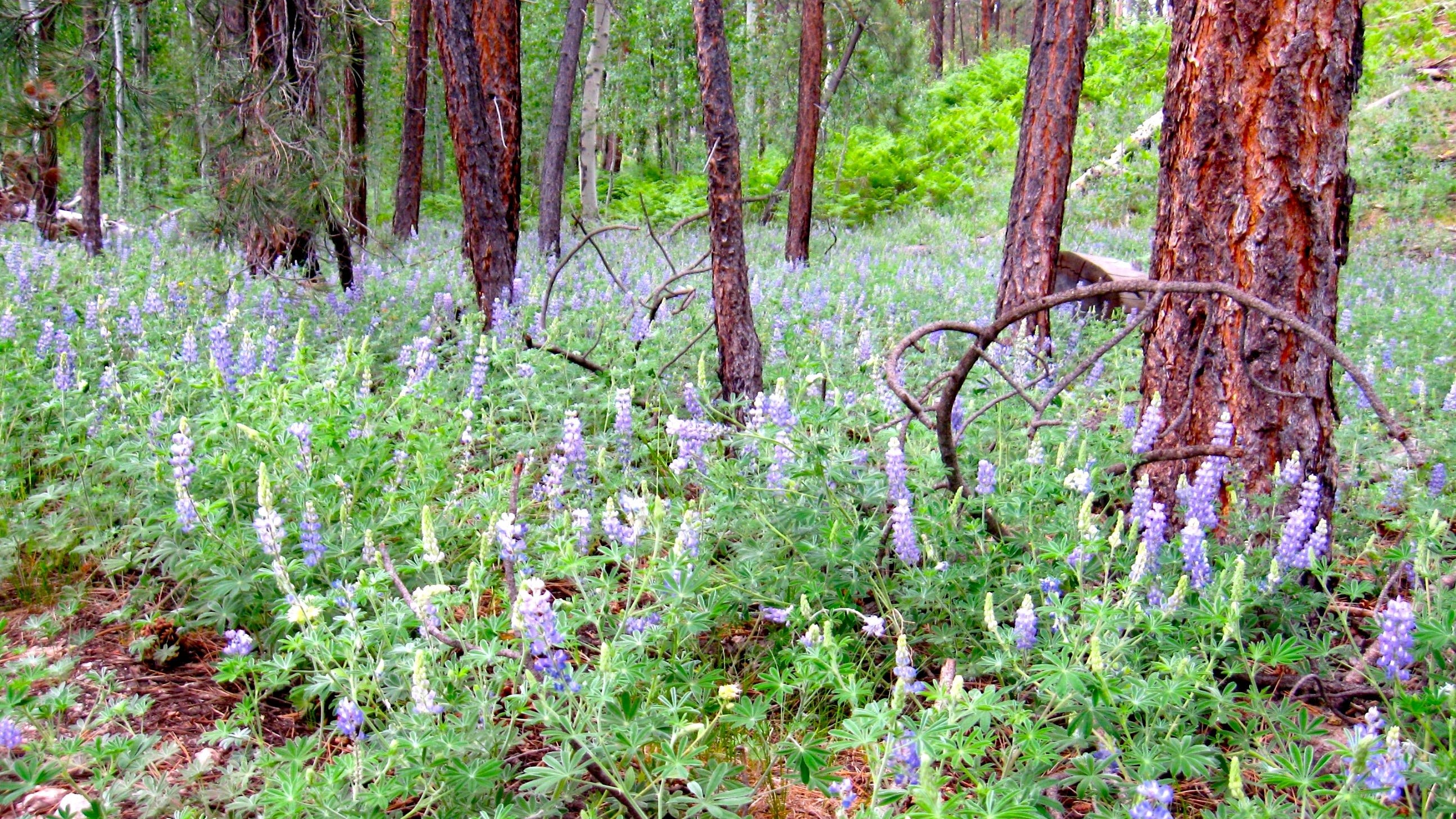 Grand Canyon North Rim 2024 season: Opening date for hiking, amenities, lodging and rides