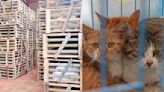 Chinese police rescue 1000 cats headed for slaughter, sale as 'pork'
