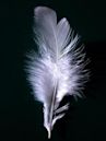 White feather