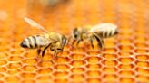 Cornell Keynotes podcast: Why are bee populations declining around the world? | Cornell Chronicle