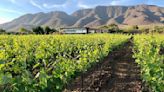 Viñedos: 4 rutas del vino alternativas en México