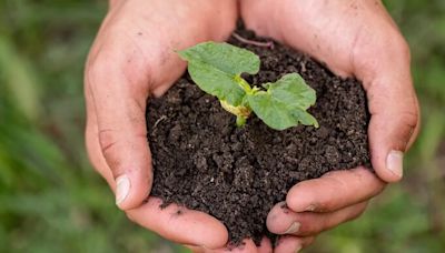 Anuncian siembra masiva de plantas en Medellín para contrarrestar las altas temperaturas registradas