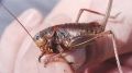 Explosive, ‘truly biblical' swarms of cannibalistic insects ravage crops out West