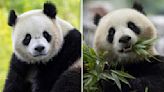 Pandas will return to Washington's National Zoo from China