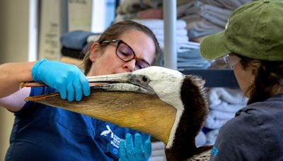 Pelicans are starving. We might know why