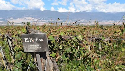 Tucumán: una ruta para degustar vinos de altura, calidad y tradición | Noticias