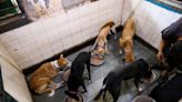 After slums and monkeys, Delhi removes stray dogs from streets as G20 nears