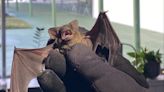 Bat maternity season begins in a few weeks. What experts say you need to know