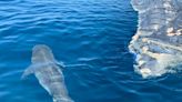 WATCH: Sharks feast on whale carcass off Venice Beach