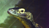 Akron Zoo welcomes Jasper, its new Komodo dragon