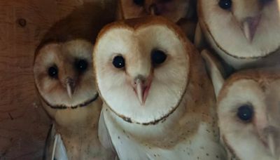 Orphaned owls get happy ending a year after their nests were destroyed