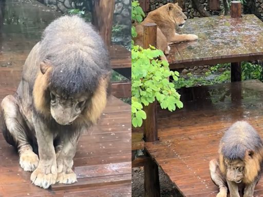 被趕出家門？非洲獅「小辛」淋雨罰站老婆冷眼 動物園揭牠低頭懺悔真相