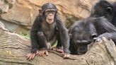 Equilibrium/Sustainability — Chimpanzee poop helps fight illegal wildlife trade