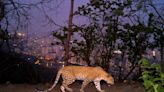 Big cats in urban jungle: LA mountain lions, Mumbai leopards