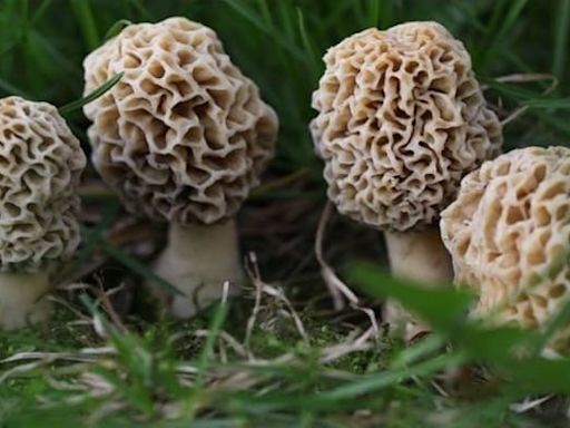 Michigan morel mushroom hunters should beware ‘false’ look-alikes