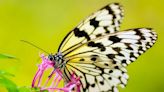 Veja 7 curiosidades surpreendentes sobre as borboletas