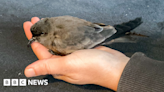 Winter storms may be behind rise in seabirds beached in Jersey