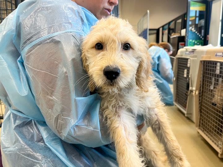 46 more dogs, puppies rescued from Boone County breeder, ARL says