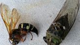 Will Illinois' 2024 cicada explosion mean a rise in cicada-killing wasps? Here's what experts say