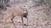 Annual buck harvest numbers up, but antlerless deer remain flat