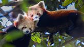 How India is racing against time to save the endangered red panda