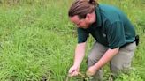 75 Endangered and Extremely Rare Snakes Released into Kisatchie National Forest by Fort Worth Zoo