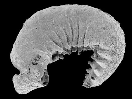 520-Million-Year-Old Fossilized Larva Found With Preserved Brain And Guts