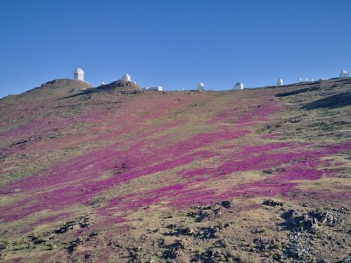 Earth's Driest Hot Desert Just Turned Purple In Rare Winter Bloom