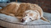 Dog Mom's Response to Senior Golden Retriever Sleeping Where She Isn't Supposed to Is Perfect