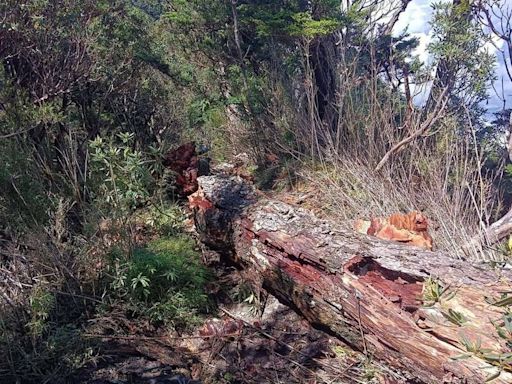 北大武山步道路基沖毀不見 維護人員搶修盼別潑冷水