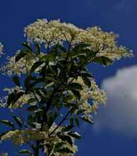 Weißer Holunder Foto & Bild | blau, himmel, natur Bilder auf fotocommunity
