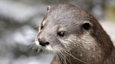 'They wanted to kill me': Swimmer says otters bit him 12 times in California lake