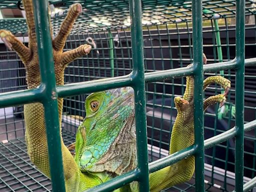 There's an iguana in Jaelan Phillips' toilet. 'You must be evicted, my friend,' said the Dolphin.