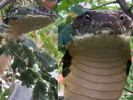 Karnataka Viral Video: 12-Ft-Long King Cobra Sighted Hanging On Bush Inside Residential Compound, Rescued & Released...
