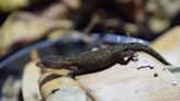 Descubren una nueva especie de reptil en Puerto Rico, la primera en 85 años