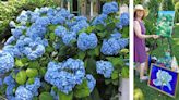 10th Annual Cape Cod Hydrangea Festival Returns Next Month