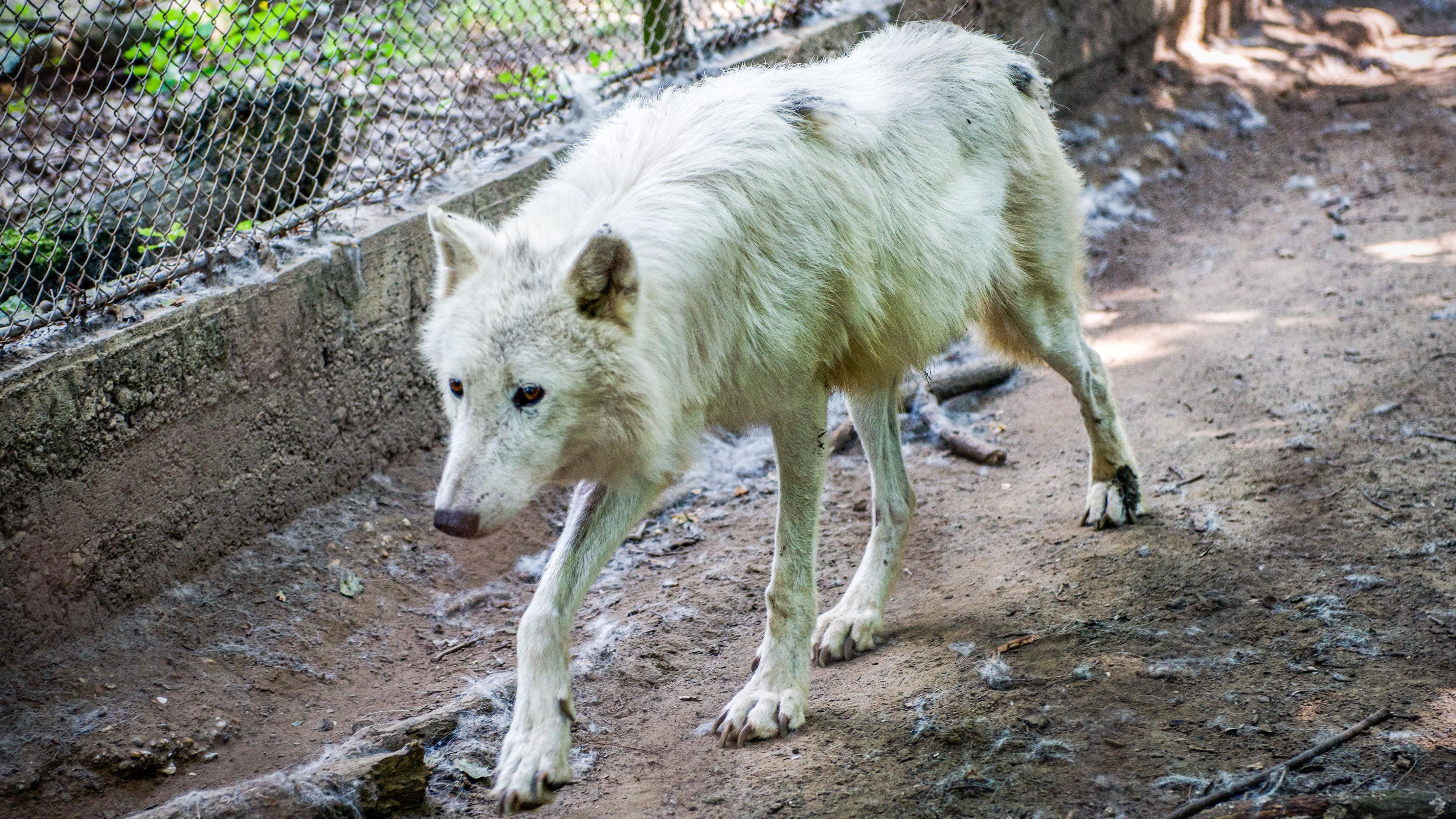 Woman attacked by wolves in safari park near Paris