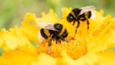 Napa County Master Gardeners: The importance of native bees