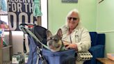 Fun, fitness and rehabilitation services at Augusta K9 Center