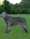 Irish Wolfhound