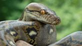 A huge python built its lair in a trailer park and grew 13ft long eating the neighborhood cats