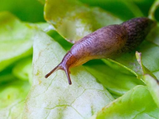 ‘Easiest' method to remove slugs from the garden works ‘too well’ says gardeners