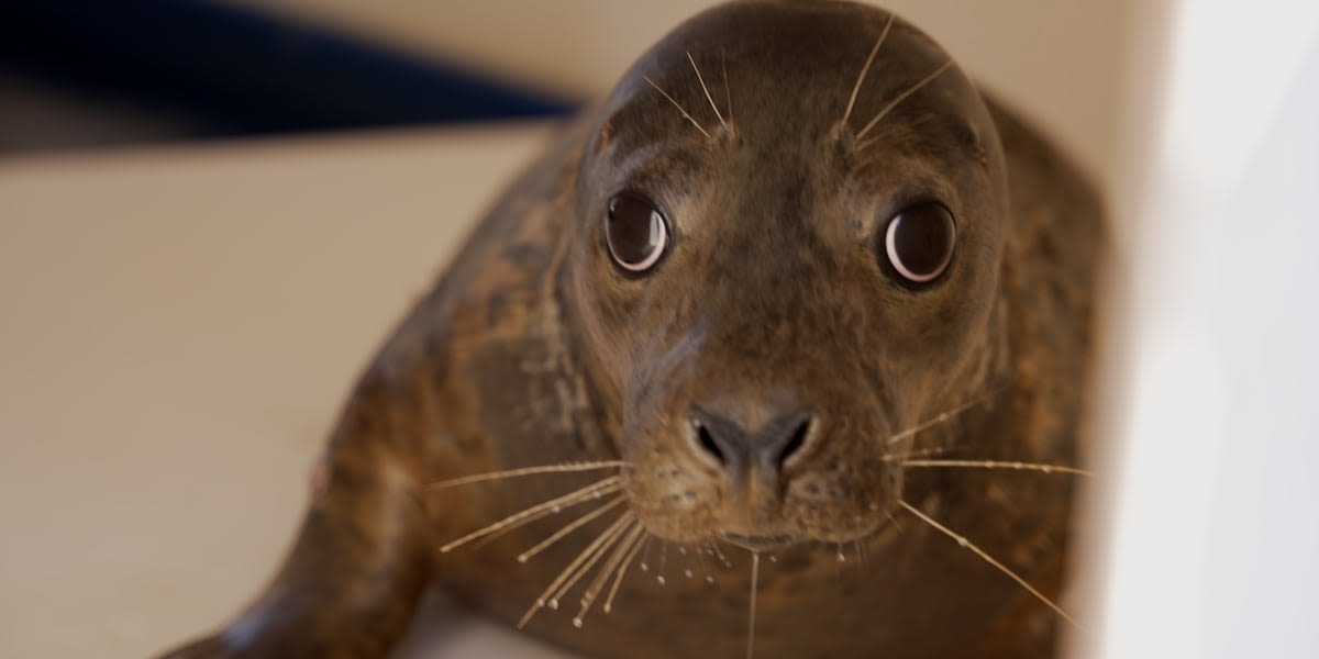4 rescued seals released back into the wild after overcoming injuries