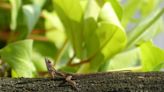 Lagartija de Cuba se expande al norte de Ecuador y está considerada como una “gran amenaza” para la naturaleza