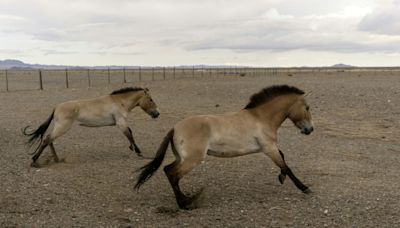 Przewalski-Pferde aus Berlin werden in der kasachischen Steppe angesiedelt